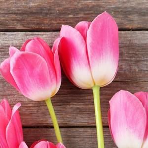 Meet your Posher, Diana